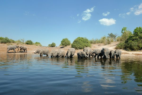 Elephants drinking water on the Chobe River in Botswana.