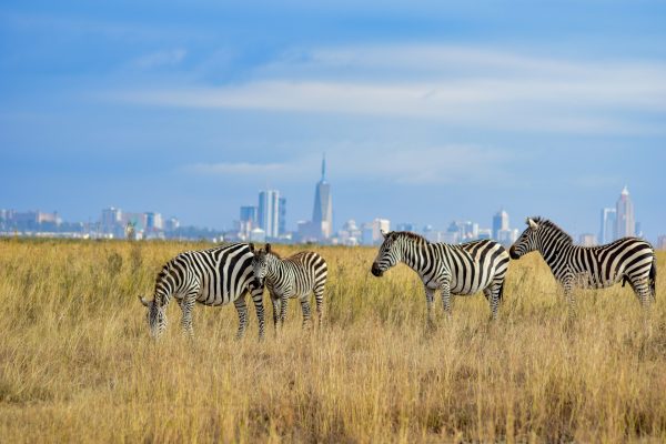 Zebras grazing in Nairobi National Park. Is Nairobi National Park worth visiting?