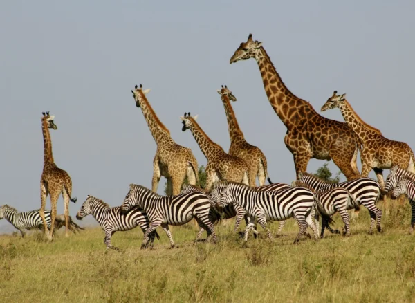 Zebras and giraffes in Maasai Mara