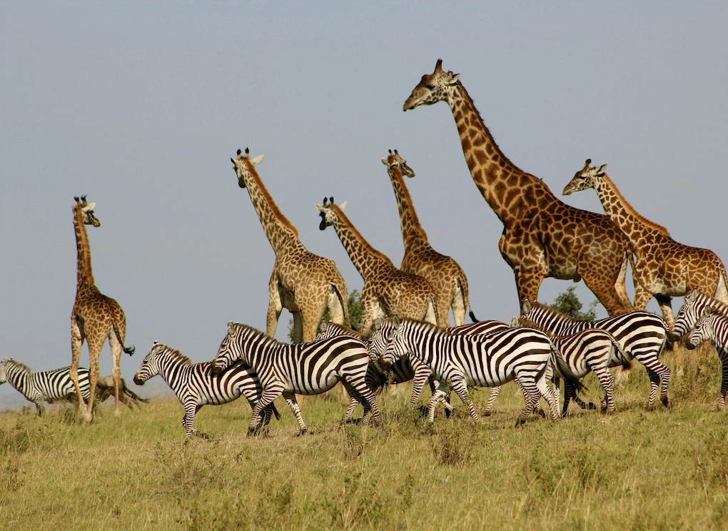 Zebras and giraffes in Maasai Mara
