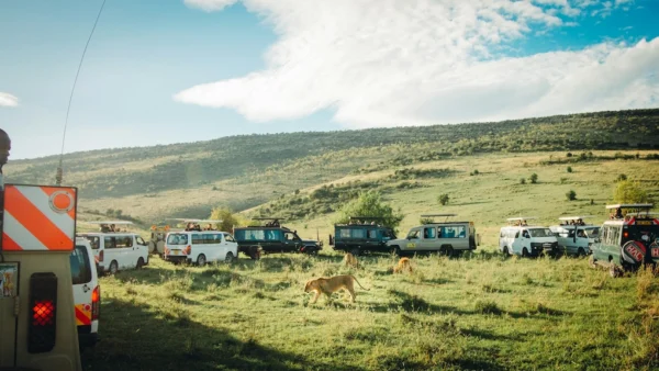 Lion walking in Maasai Mara surrounded by safari vehicles.