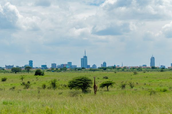 A giraffe standing alone in Nairobi National Park