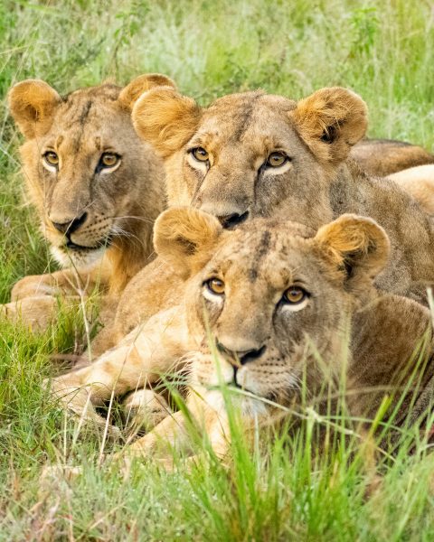 Lions in Nairobi National Park
