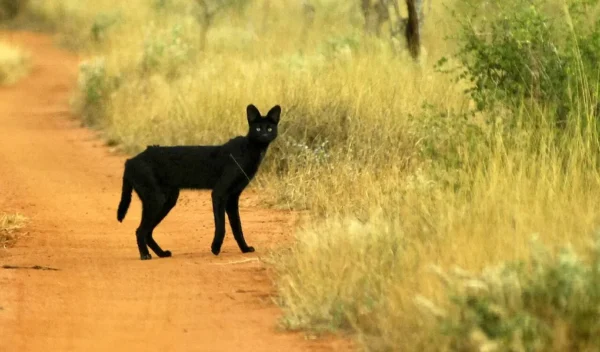 A melanistic serval