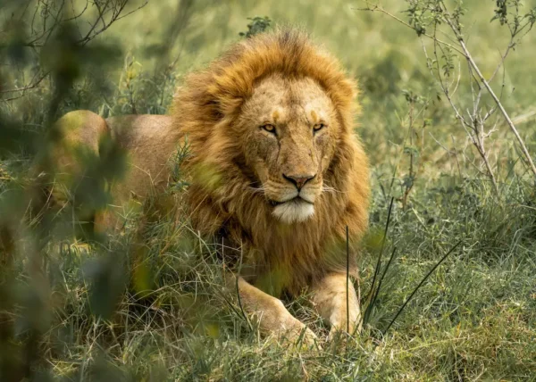 A lion in Maasai Mara National Reserve