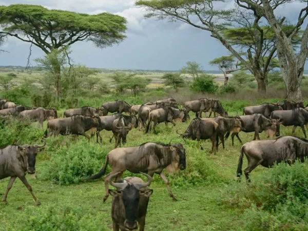 Wildebeest grazing in Ndutu, Serengeti, Tanzania.