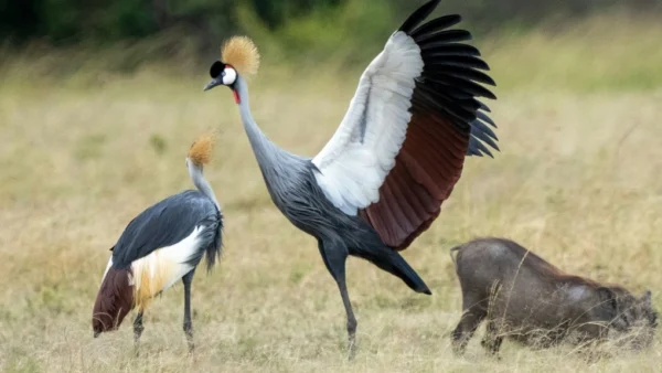 Crane birds in Maasai Mara, Kenya. What's wildlife really like when Maasai Mara seems quiet?