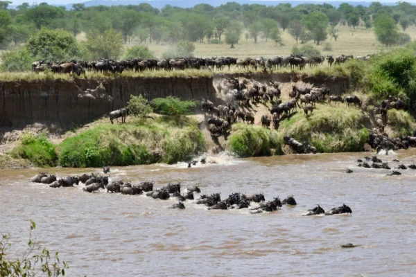 Wildebeest herds crossing the river during the Great Migration.
