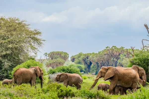 Elephants in Samburu National Reserve. Maasai Mara alternatives in Kenya.