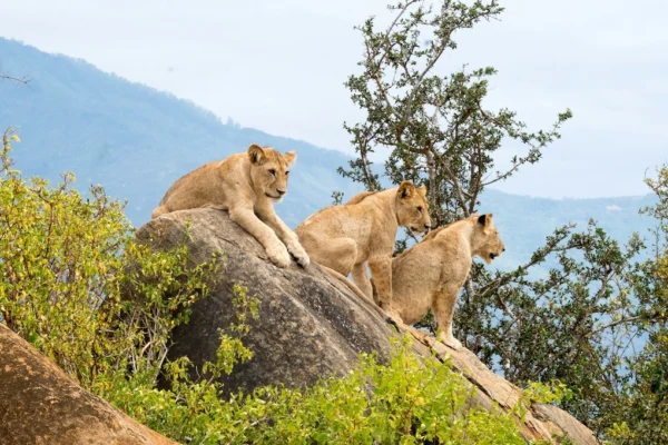 A lion pride in Tsavo East National Park
