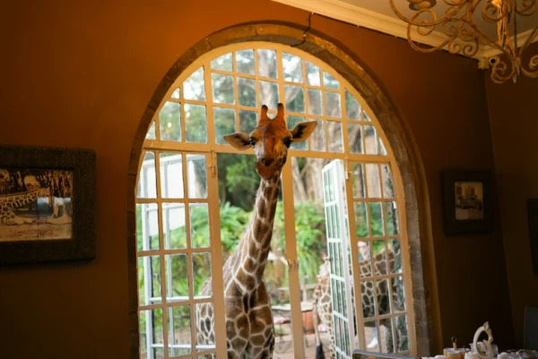 A giraffe at Giraffe Manor. How to travel sustainably in Nairobi