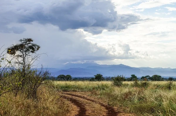 Things to do in Meru National Park