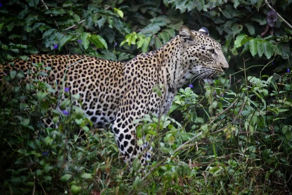 Shimba Hills National Reserve. Hidden safari hotspots in Kenya