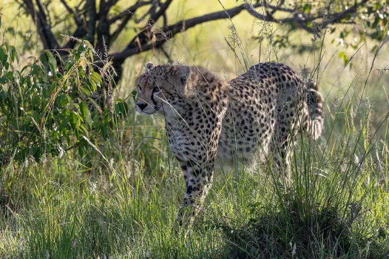A cheetah in Maasai Mara. What's Kenya like during the green season?