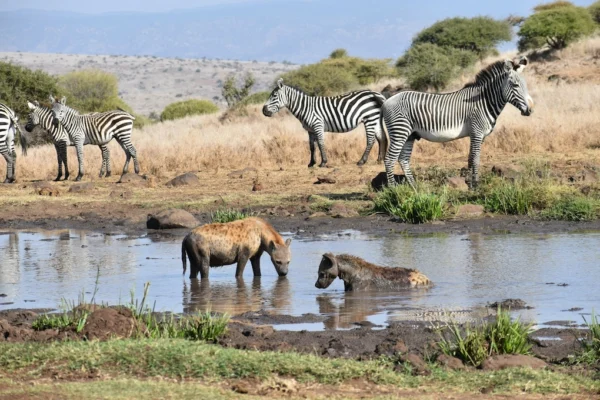 Hyenas and zebras in Lewa Wildlife Conservancy. Best wildlife conservancies in Kenya