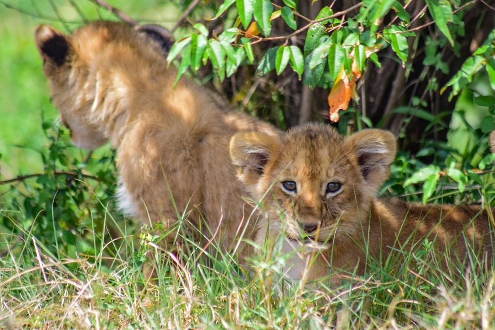 Two lion cubs resting in the grass in Maasai Mara