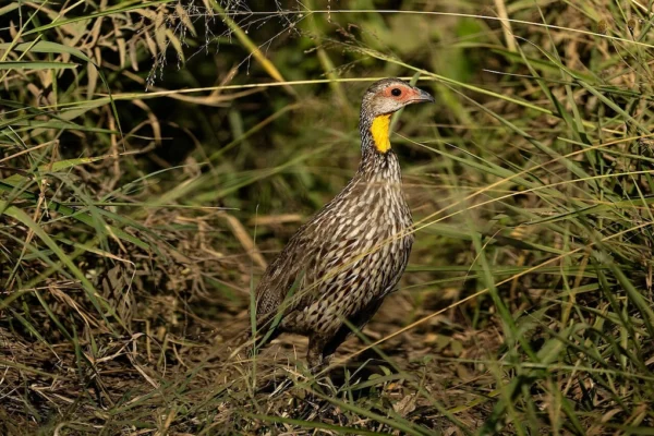 Yellow-necked francolin (Pternistis leucoscepus), Kenya