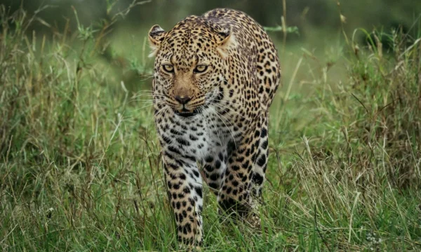 A leopard in Maasai Mara