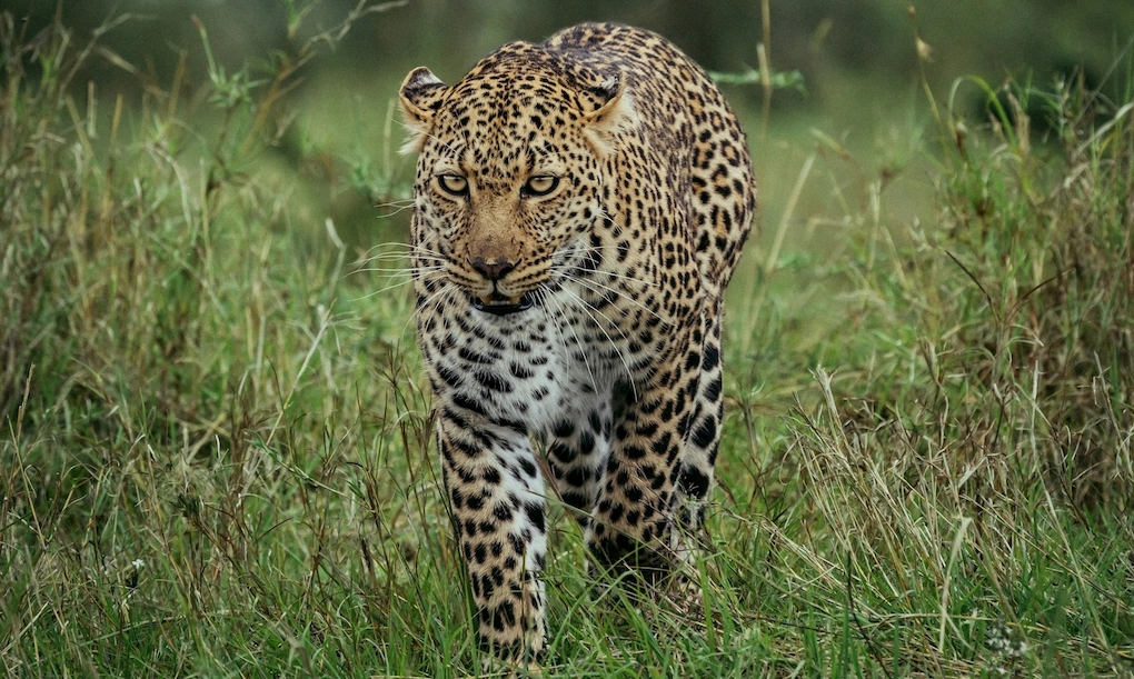 Can You See the Big Five in Kenya in One Day? 