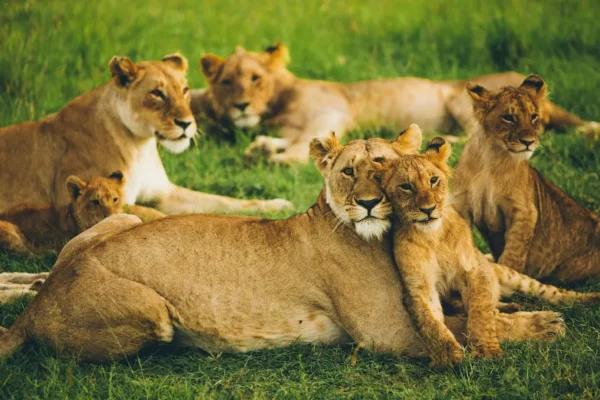 A lion pride in Maasai Mara