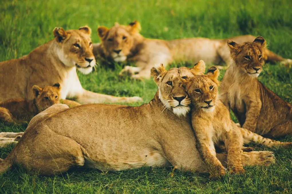 A lion pride in Maasai Mara
