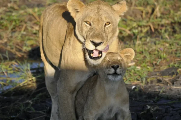 A lionness and its cub at Katavi