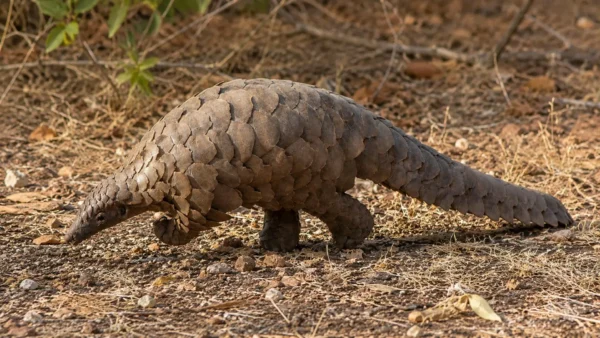 A pangolin