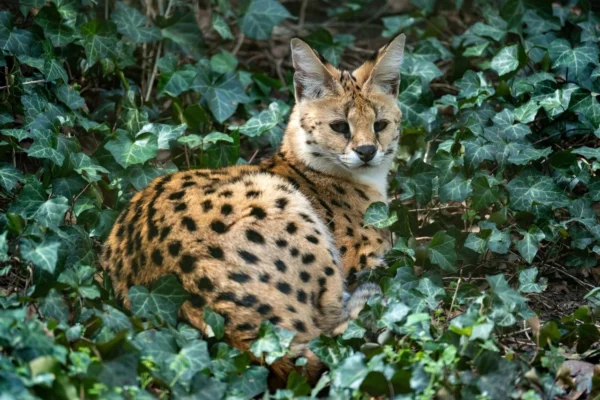 A serval