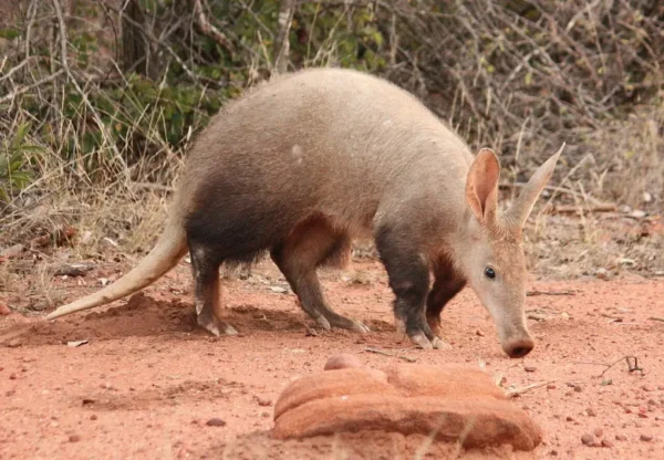 An aaadvark
