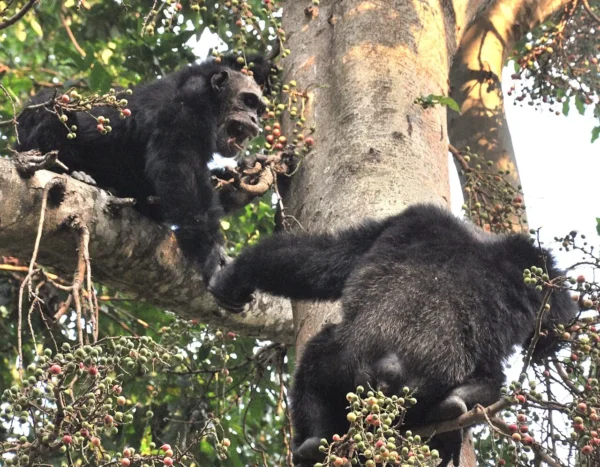Adult male chimps in Mahale Mountains National Park