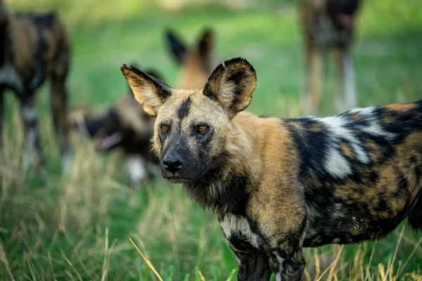 African wild dog. Hardest animals to see on an East african safari