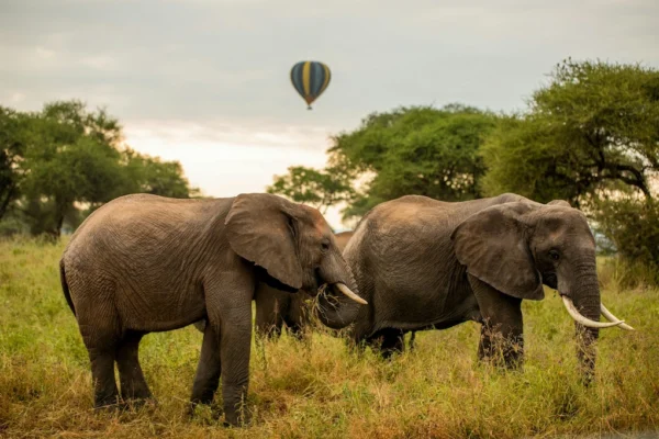 Elephants in Tarangire National Park, Tanzania