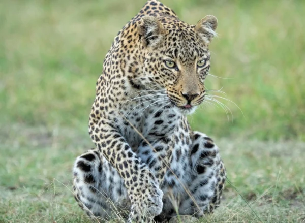 Leopard sitting low in the grass in the Maasai Mara, Kenya.