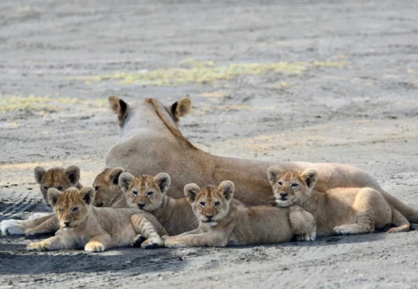 Lioness and cubs at Katavi