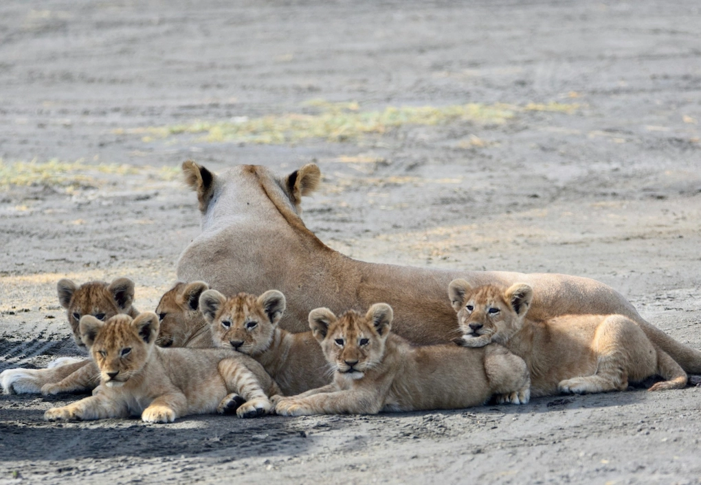 Lioness and cubs at Katavi