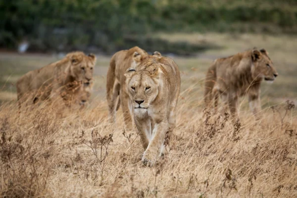 Lions in Ngorongoro Crater. Serengeti alternatives in Tanzania