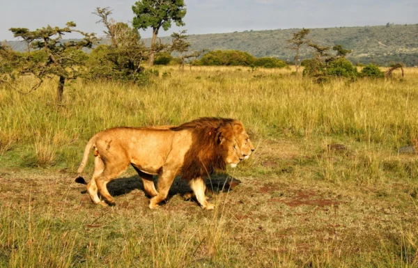 Two lions in Maasai Mara. Maasai Mara Conservancies vs National Reserve