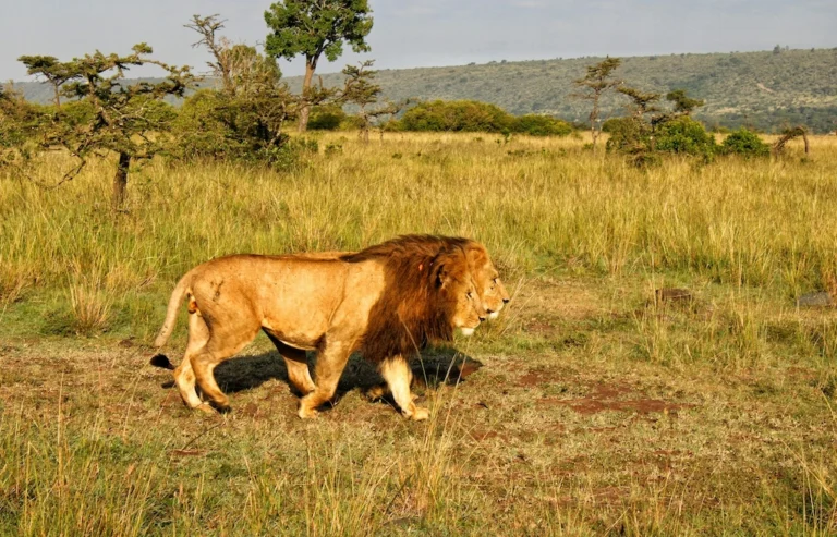 Two lions in Maasai Mara. Maasai Mara Conservancies vs National Reserve